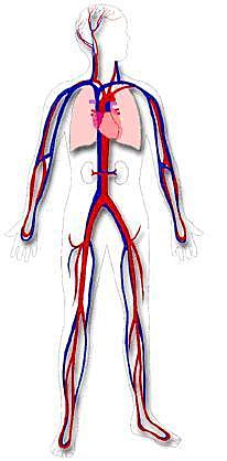 la circulació de la sang