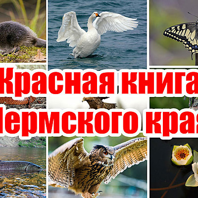 Timeline: Красная книга животных и растений Пермского края