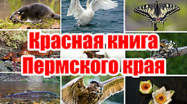 Timeline: Красная книга животных и растений Пермского края