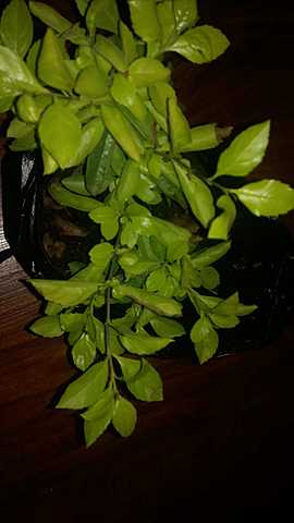 30 de Noviembre 2020