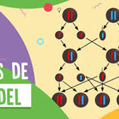 Timeline: Descubrimiento de la estructura del ADN– la historia