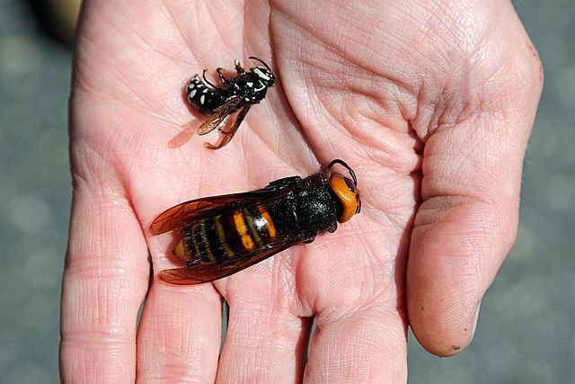 The United States faces an invasion of&nbsp; the Asian giant hornets aka Murder Hornets
