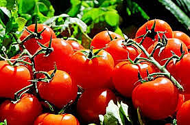 Tomates OGM