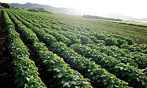 Cultivos biotecnológicos