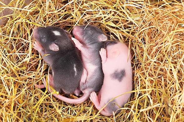 Transmisión del material genético