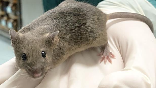 Experimentos exitosos