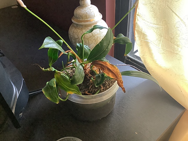 Bitácora de mi planta “Anturio”