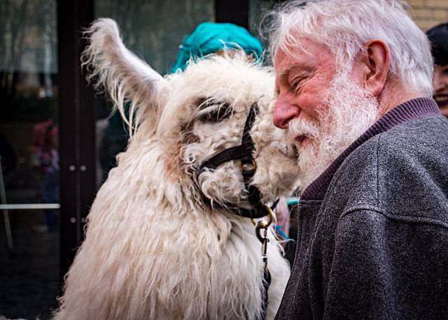 Caesar the No Drama Llama