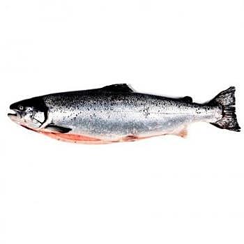 Primera modificación genética en un animal