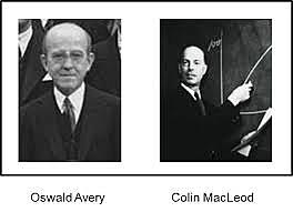 LOS CIENTIFICOS COLIN MACLEOD Y OSWALD AVERY IDENTIFICARON LA TRANFERENCIA DEL MATERIAL GENETICO DEL ADN