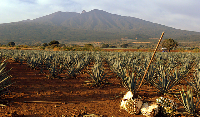 Se obtiene el título de propiedad de tierras