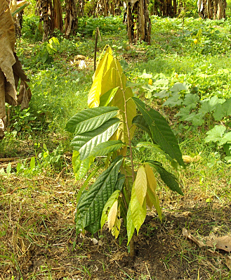 CUARTA SEMANA BITACORA DE PLANTA