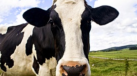 Timeline: Actividades del sistema de gestión