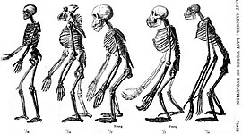 Timeline: TEORÍAS EVOLUTIVAS. Biologia, 5° "C" DOE