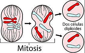 Walther Flemming - Eduard Strasburger,