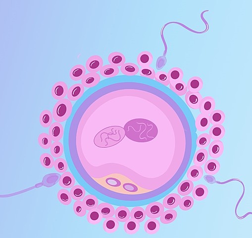 Van Beneden - Hertwin