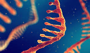 François Jacob y Jacques Monod