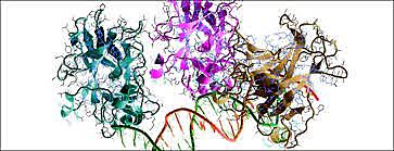 Michael Bishop y Harold Varmus