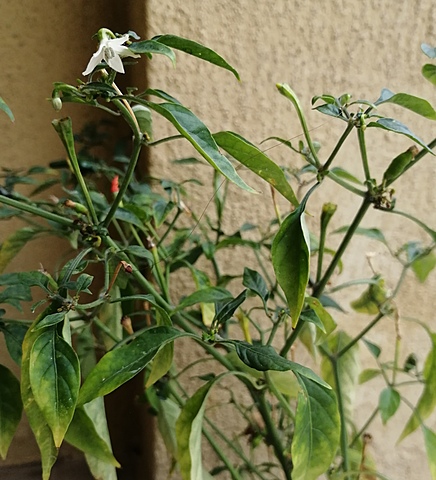 Cuarta semana, Floreciendo