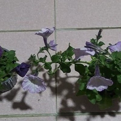 Timeline: Petunia axillaris