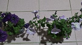 Timeline: Petunia axillaris
