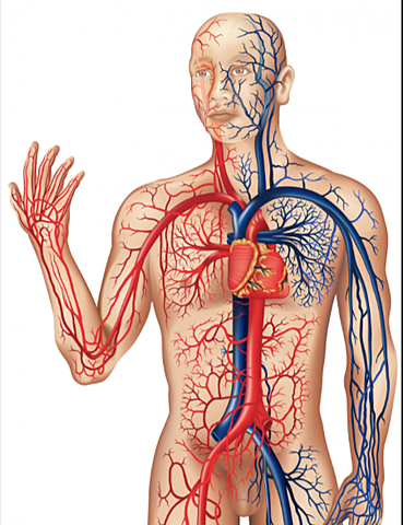 LA CIRCULACIÓN DE LA SANGRE