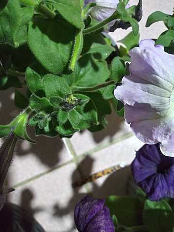 Petunia axillaris