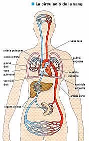 La circulació de la sang.