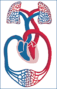 La circulación de la sangre