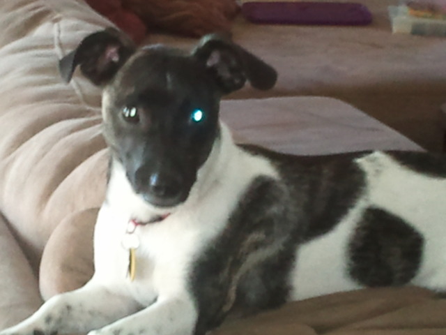 I adopted my dog Ziggy from the animal shelter.