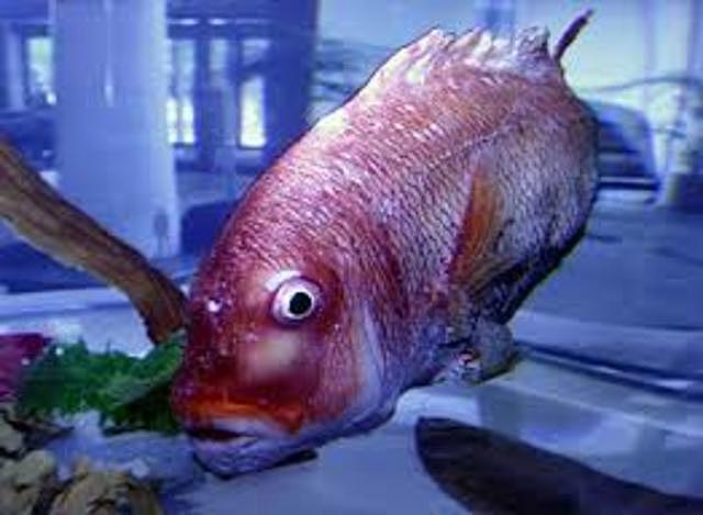 1999 Peixe robô criado