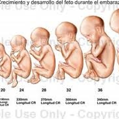 Timeline: Desarrollo embrionario humano