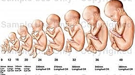 Timeline: Desarrollo embrionario humano
