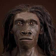 Homo Erectus
