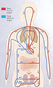 La Circulació de la Sang
