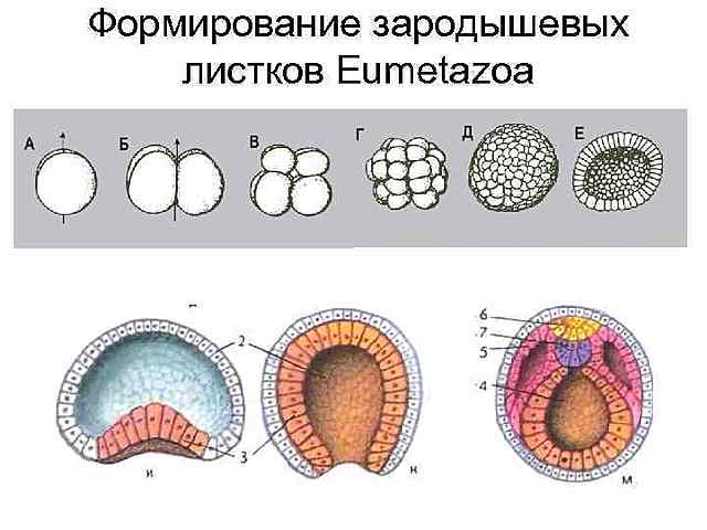 Что такое зародышевые волосы