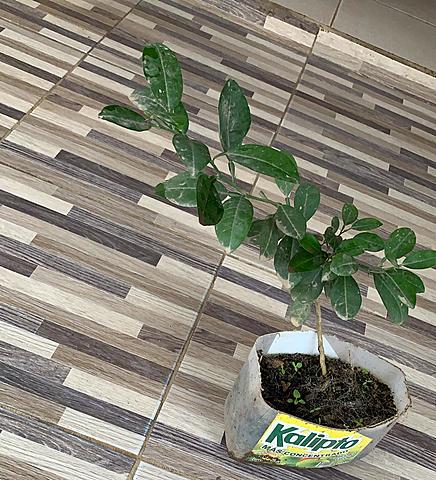 Planta de limón a los 20 días de adoptarla