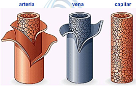 DISTINCION EN LOS VASOS SANGUINEOS, NERVIO OPTICO.