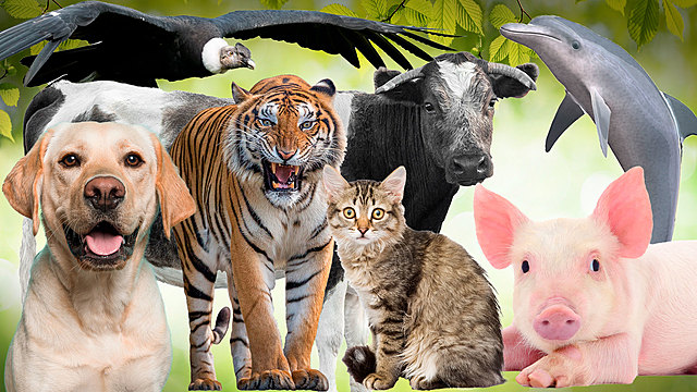 CLASIFICACION DE ANIMALES