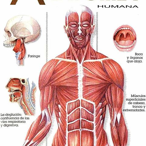 TRATADOS SOBRE ANATOMIA HUMANA