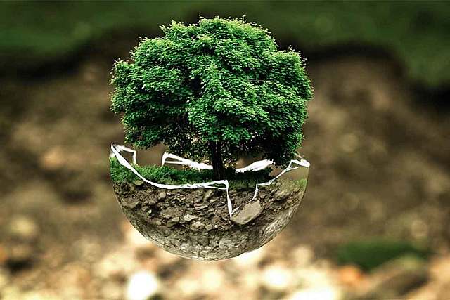 EXPERIMENTO PLANTAR UN ARBOL