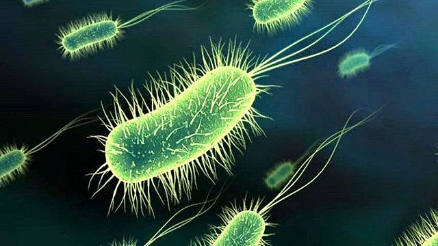 RENOVACION GENERACION ESPONTANEA