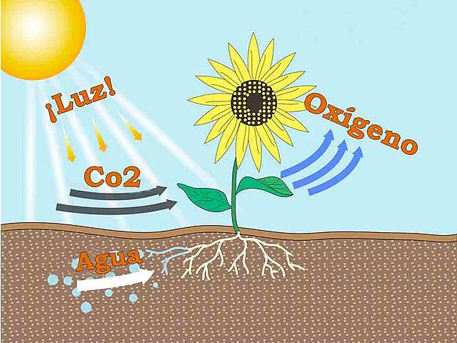 LAS PLANTAS PRODUCEN OXIGENO