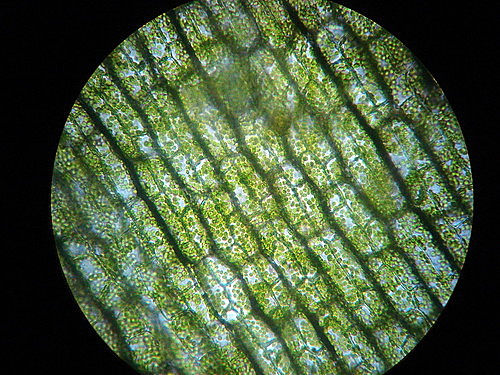 AISLACION DE LA CLOROFILA