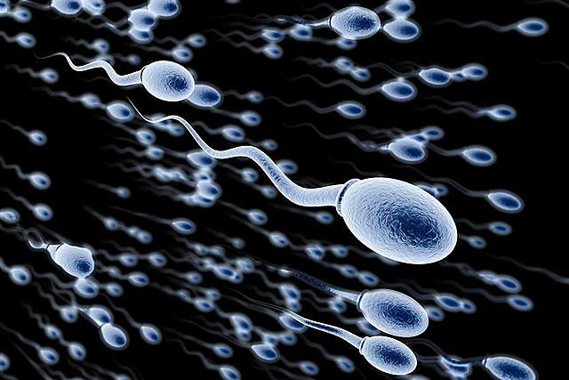 EL ESPERMA NO ES PARASITO