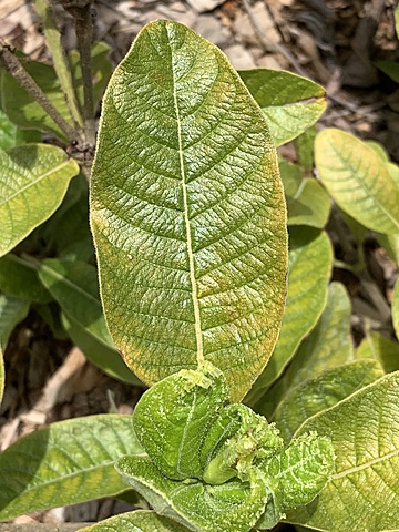 Captain Cook Arrives in Tahiti to observe Venus