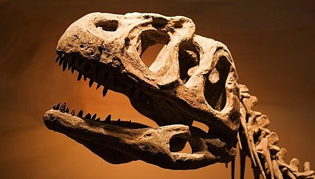 Descubrimiento de la Paleontologia