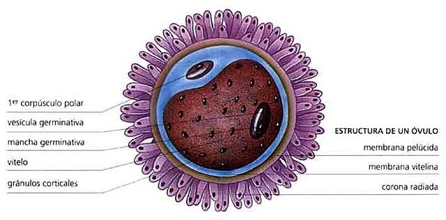 Descubrimiento de las Células sexuales