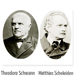 Theodore Schawann y Mathias Scheleiden