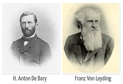 H. Anton De Bary y Franz Von Leyding